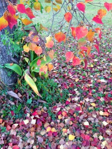 Fall foliage. Finally.