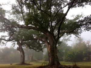 Old oaks 