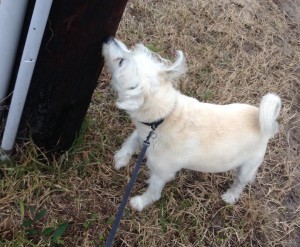 Boudreaux never met a pole he didn't like to sniff. It's why my pace isn't as fast as I'd like.