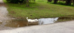 Dog in ditch